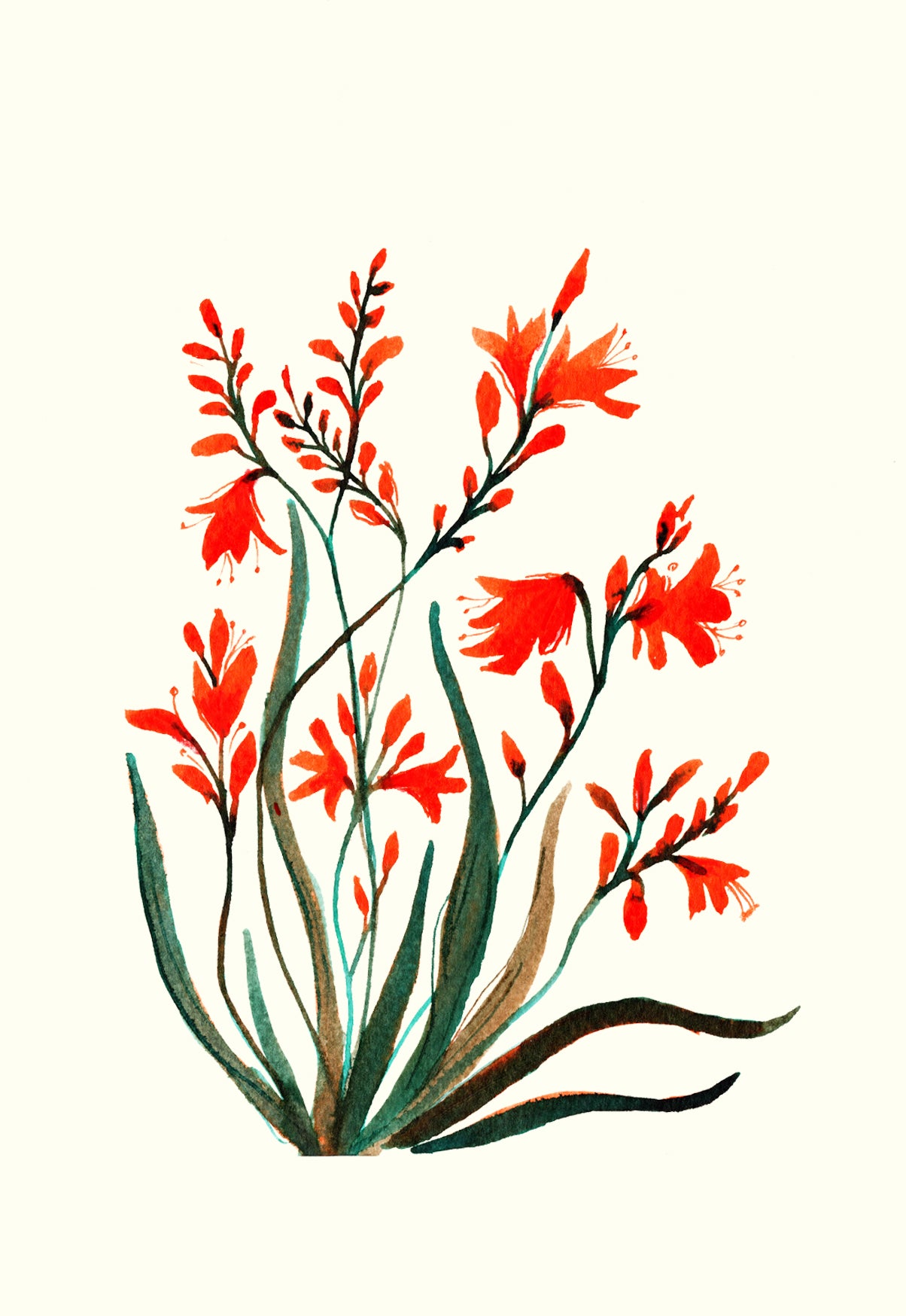 Crocosmia Greetings Card | Greetings Card By Maria Zvaric Illustration