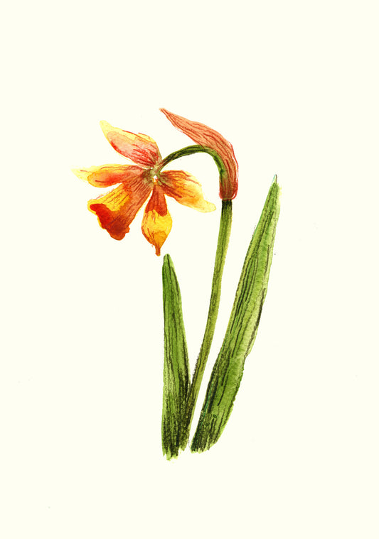 Daffodil Greetings Card | Greetings Card By Maria Zvaric Illustration