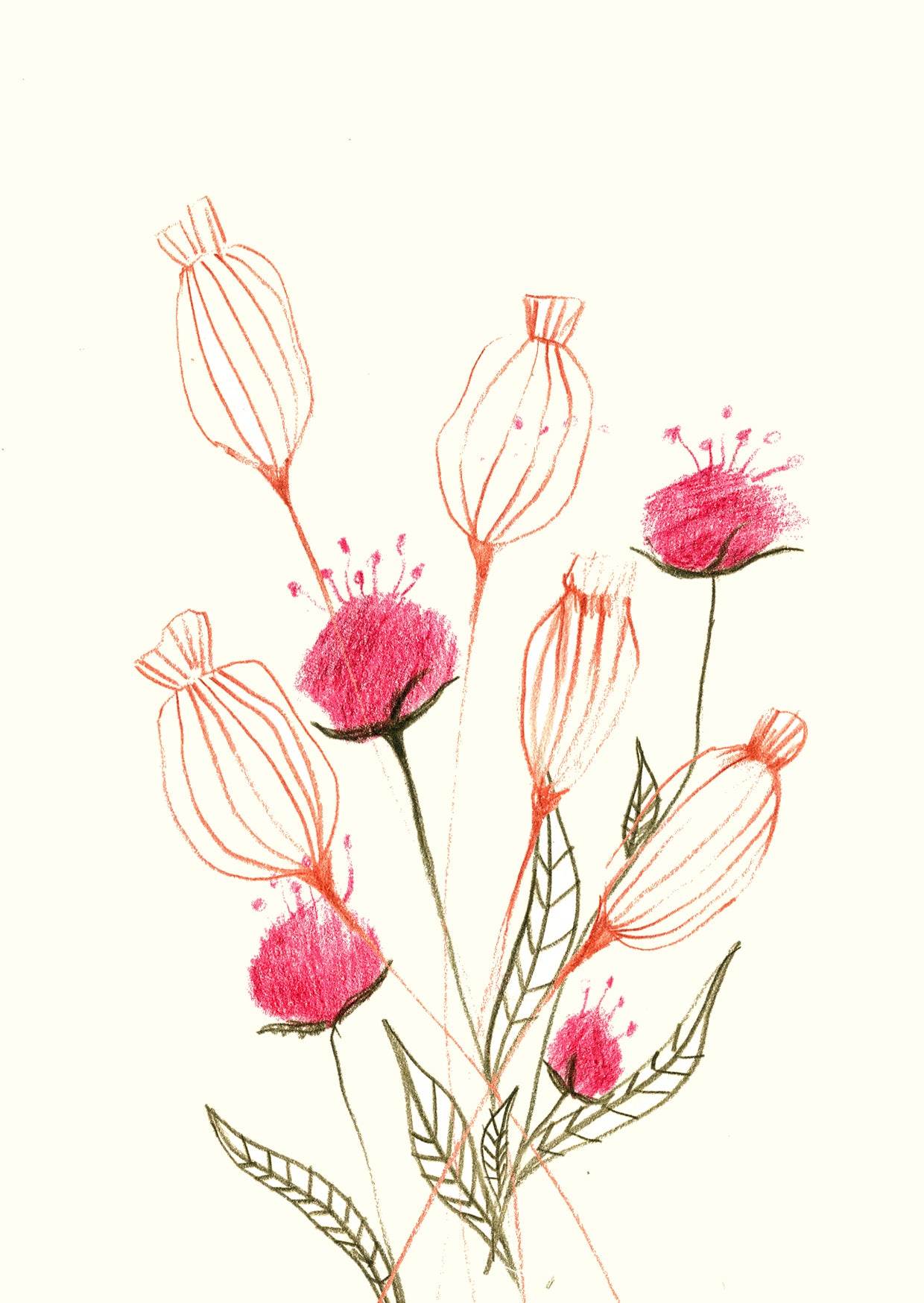 Poppy With Knautica Macedonica - Greetings Card