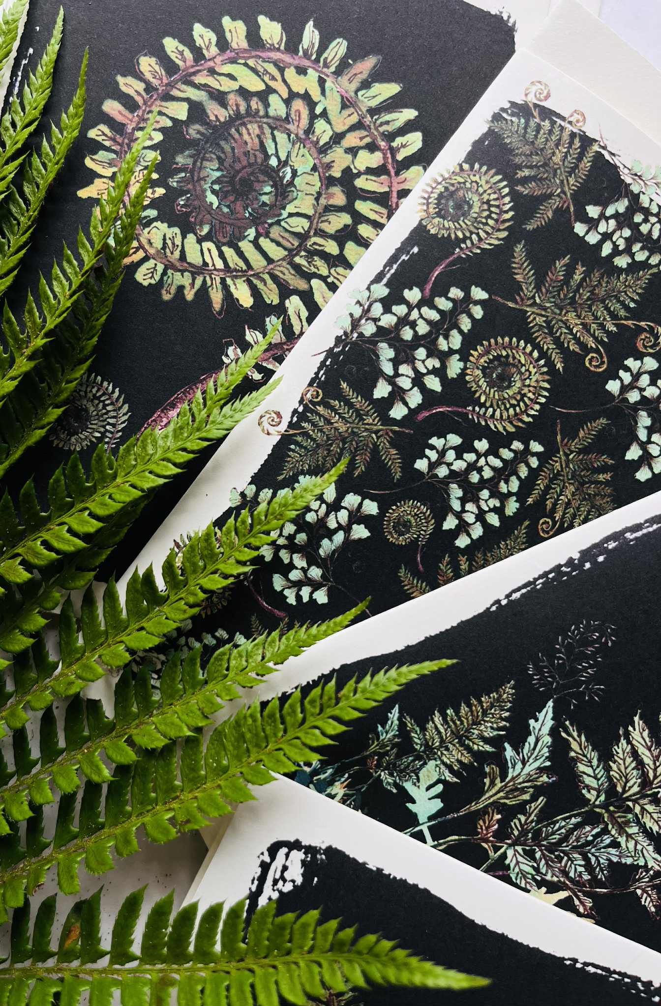 Set of 5 Fern & Foliage Greeting Cards on Black | Botanical Watercolour & Ink | Maria Zvaric Illustration