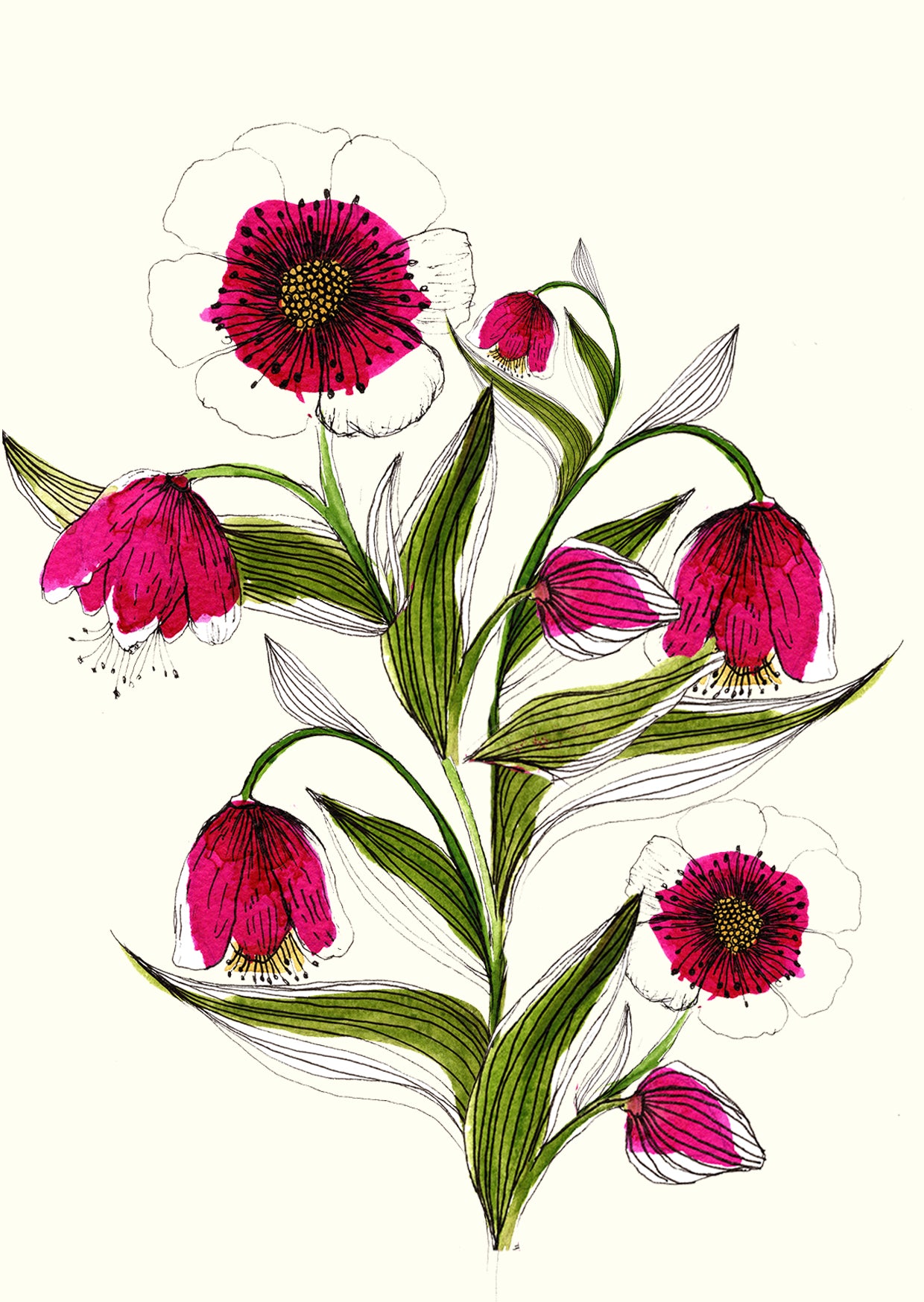 Hellebore 3 - Greetings Card