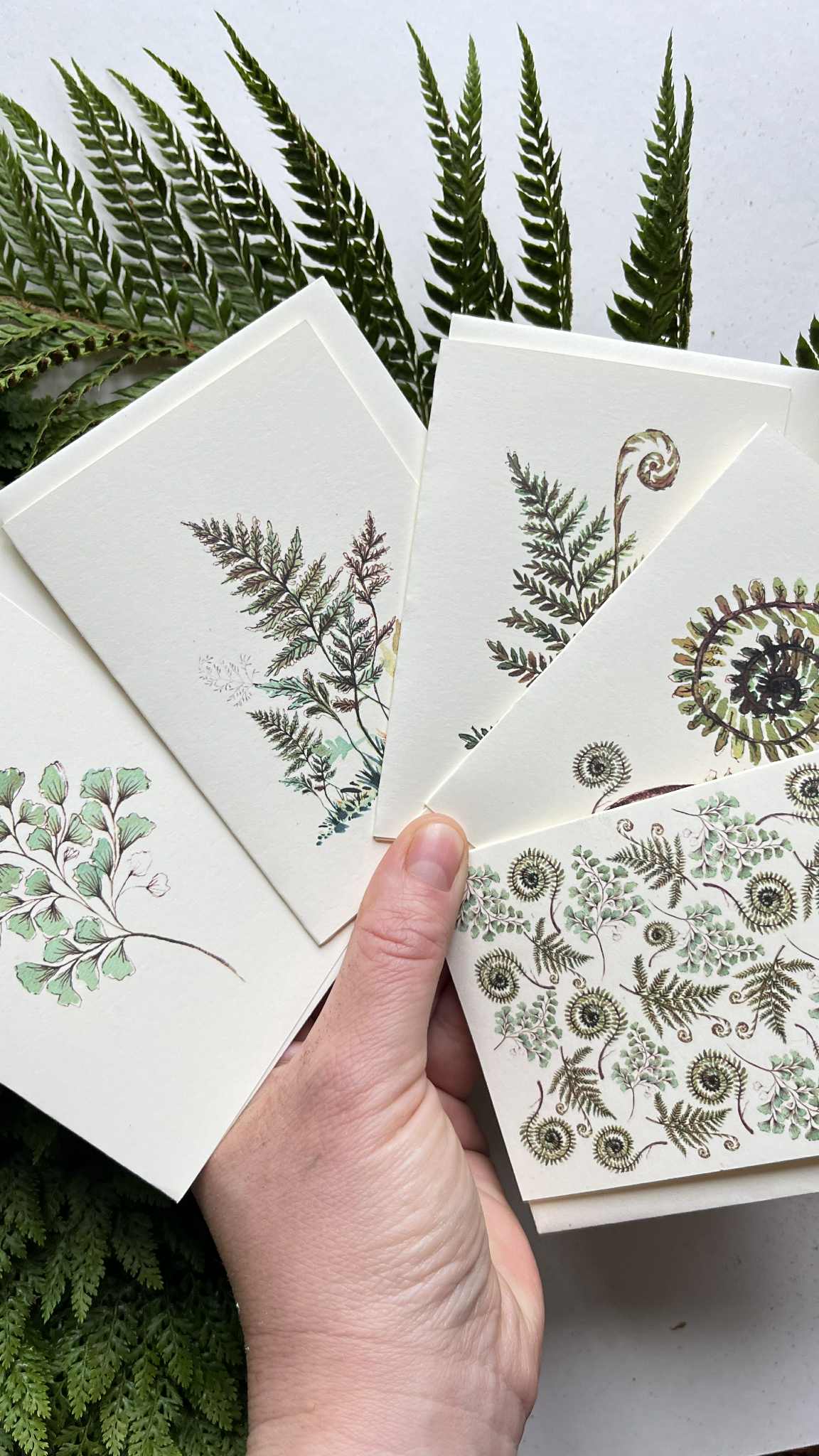 Set of 5 Fern & Foliage Greeting Cards on Ivory | Botanical Watercolour & Ink | Maria Zvaric Illustration
