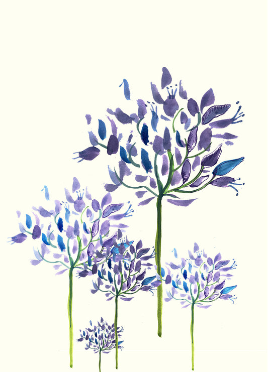 Agapanthus - Greetings Card