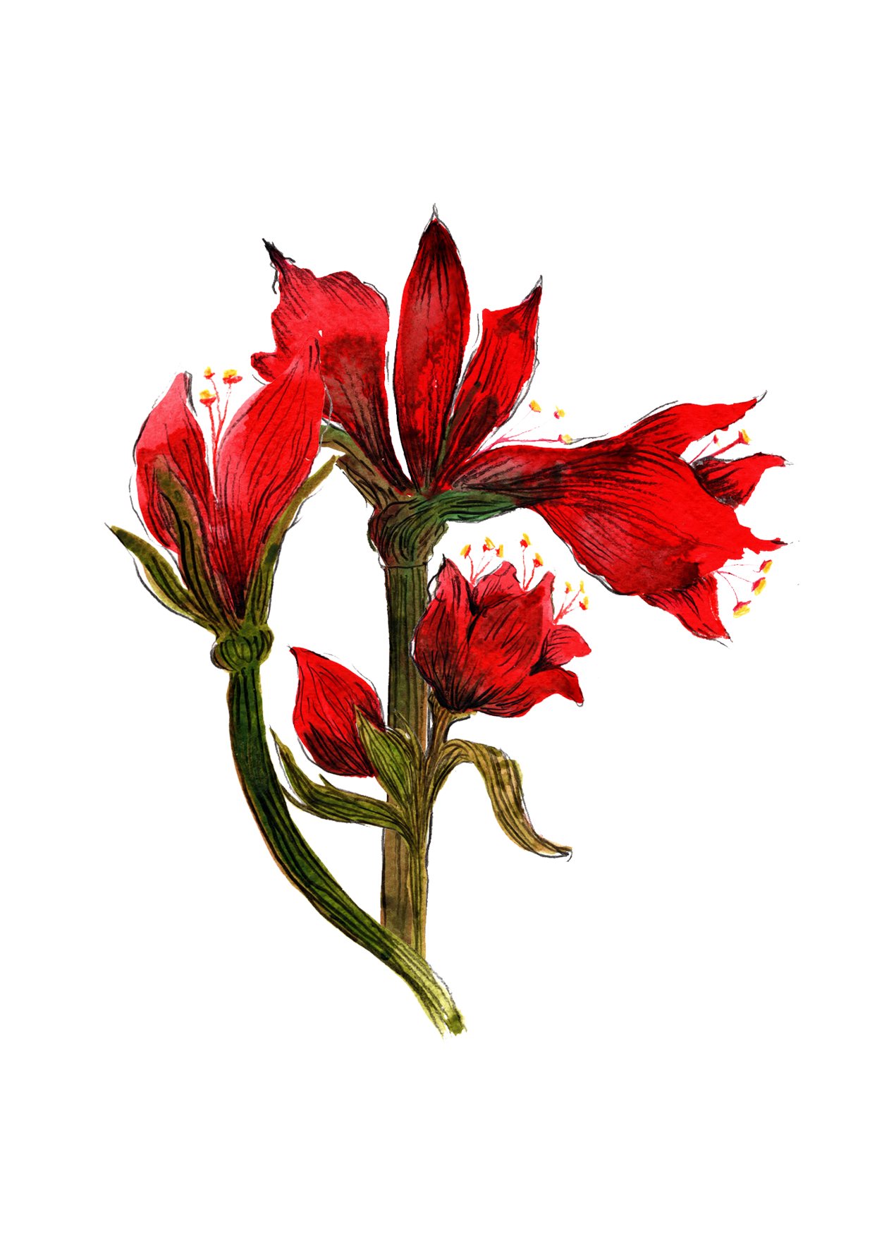 Amarilis Christmas Greeting Card | Botanical Watercolour Design | Maria Zvaric Illustration