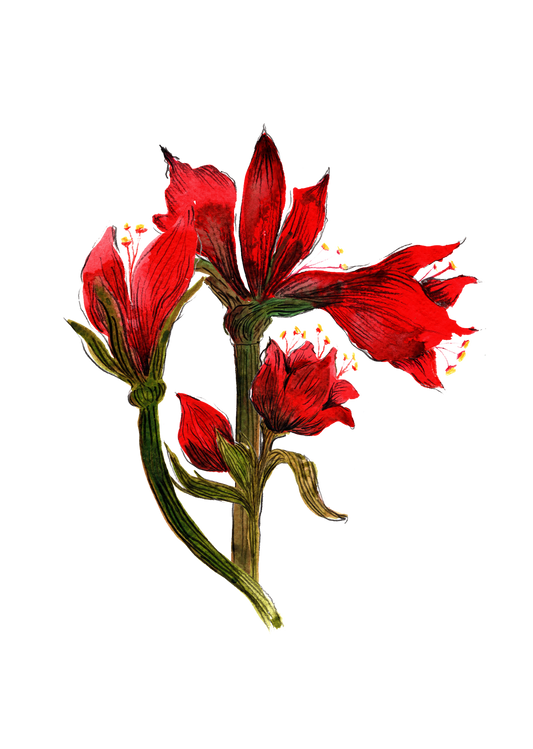 Amarilis Christmas Greeting Card | Botanical Watercolour Design | Maria Zvaric Illustration