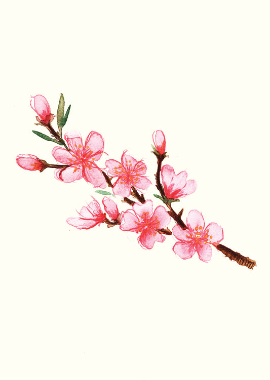 Cherry Blossom Greetings Card